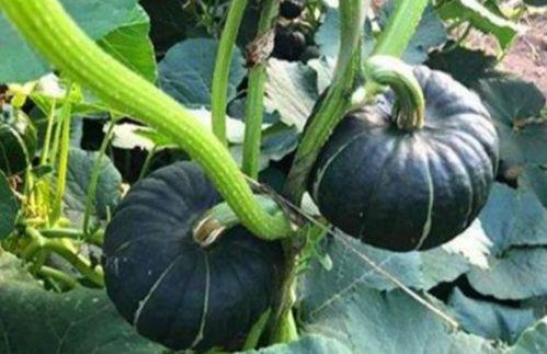 微胖网红吃瓜,揭秘娱乐圈幕后真相